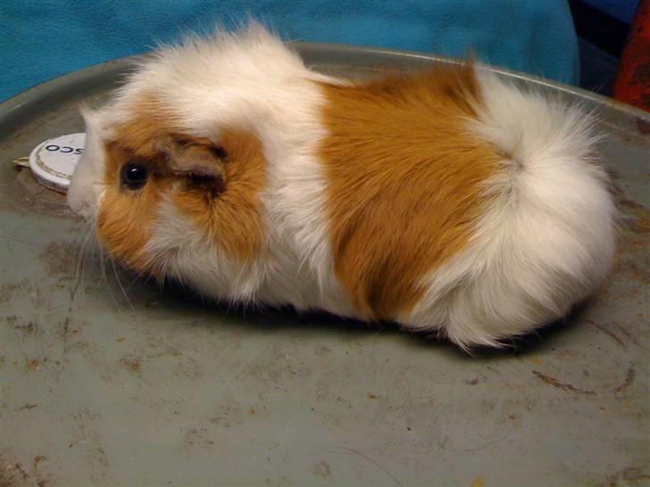 Marsvin Twist billede 5