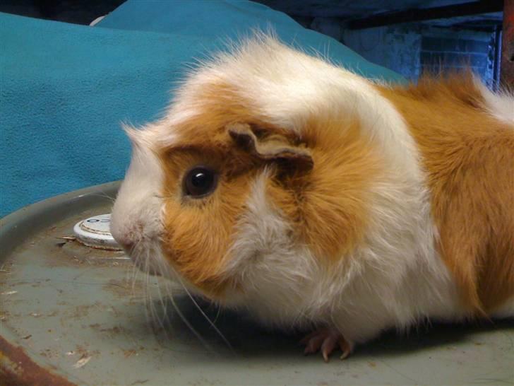 Marsvin Twist billede 6