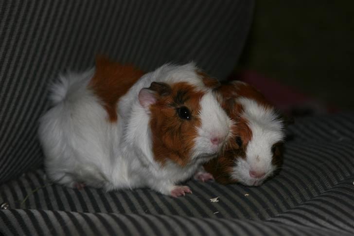 Marsvin Twist - Twist sammen med Oliver billede 7