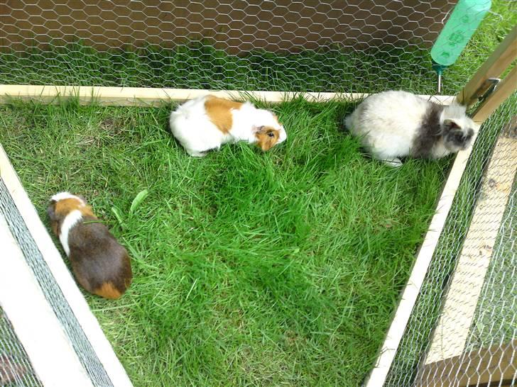 Marsvin Twist - Twist på græs sammen med Oliver og kaninen Balder billede 8