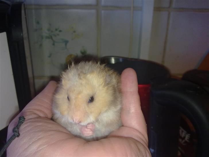Hamster Malthes Heimdal billede 2