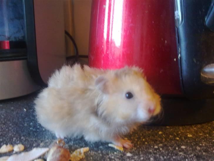 Hamster Malthes Heimdal billede 5