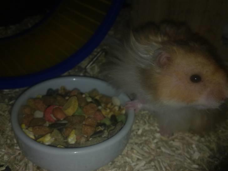 Hamster Malthes Heimdal billede 13