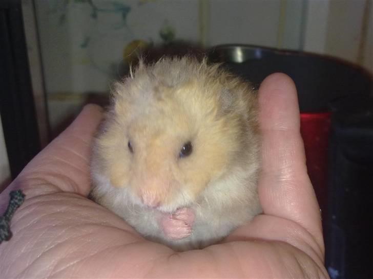 Hamster Malthes Heimdal billede 16