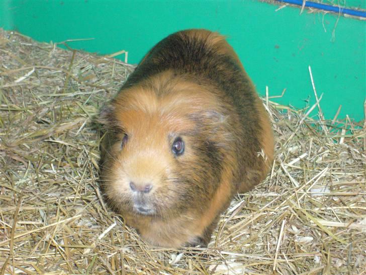 Marsvin Emma † billede 1