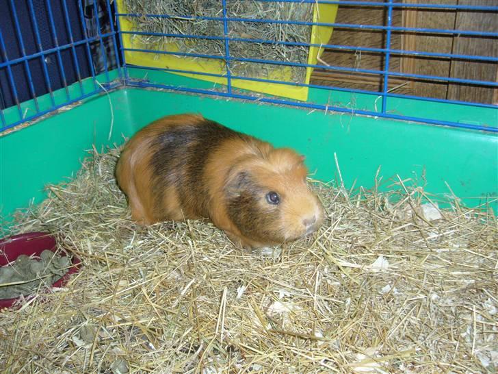 Marsvin Emma † billede 2