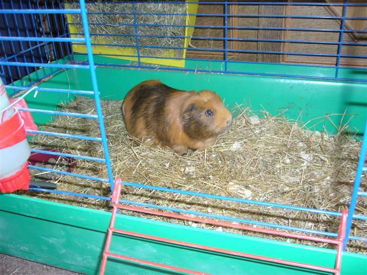 Marsvin Emma † billede 3