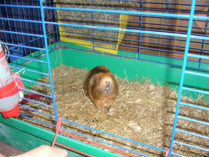 Marsvin Emma † billede 4