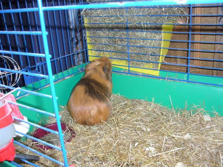 Marsvin Emma † - Spiser hø :) billede 5