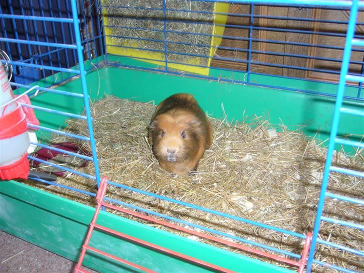 Marsvin Emma † billede 6