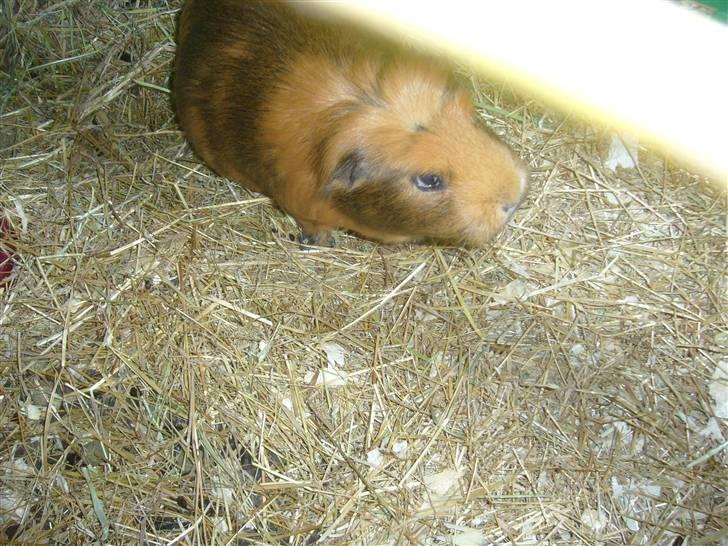 Marsvin Emma † billede 7