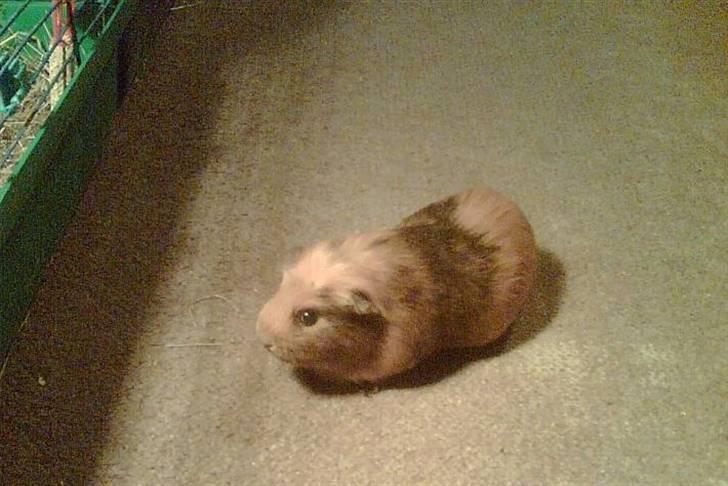 Marsvin Emma † - Emma sidder på gulvet :) - Undskyld kvaliteten. billede 8