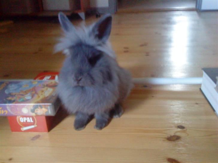 Kanin Prinsesse Malou - >> Velkommen til Malou´s profil =) billede 1