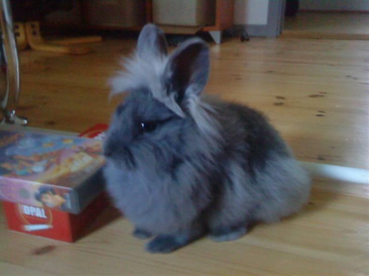 Kanin Prinsesse Malou - >> Føler sig som en dronning =) billede 2