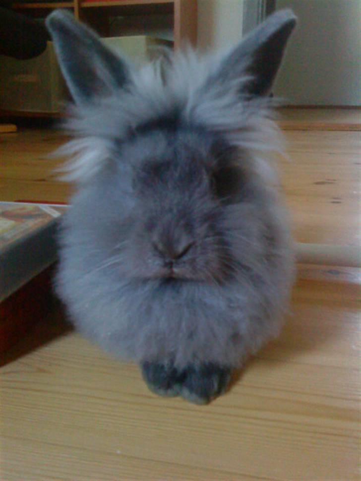 Kanin Prinsesse Malou - >> Jeg holder øje med dig! I: billede 3