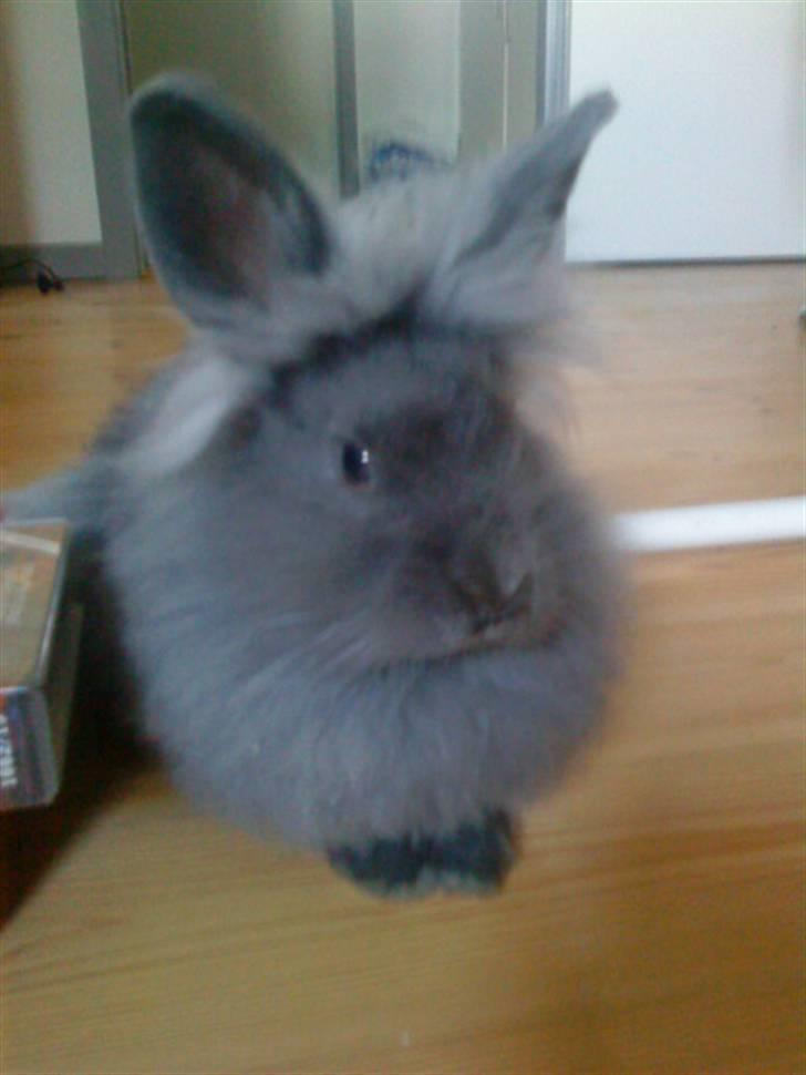 Kanin Prinsesse Malou - >> Stop nu med de billeder jeg ved jeg er smuk! =) billede 4