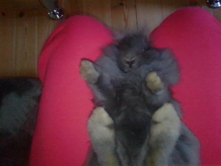 Kanin Prinsesse Malou - >> Shhhh!! Ingen må vide jeg er mors lille bæbs! :I billede 5