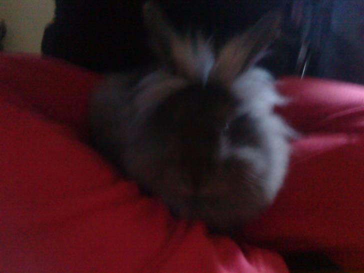 Kanin Prinsesse Malou - >> Elsker at sidde på mors ben, føler mig så tryg (: billede 6