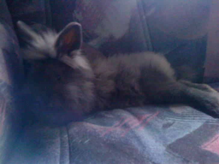 Kanin Prinsesse Malou - >> Altid dejligt med en slapper på sofa´en. billede 7