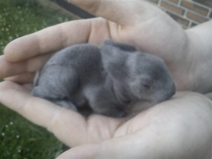 Kanin Prinsesse Malou - >> 1 uge gammel. billede 8