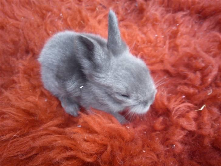 Kanin Prinsesse Malou - >> 2 uger gammel. billede 9