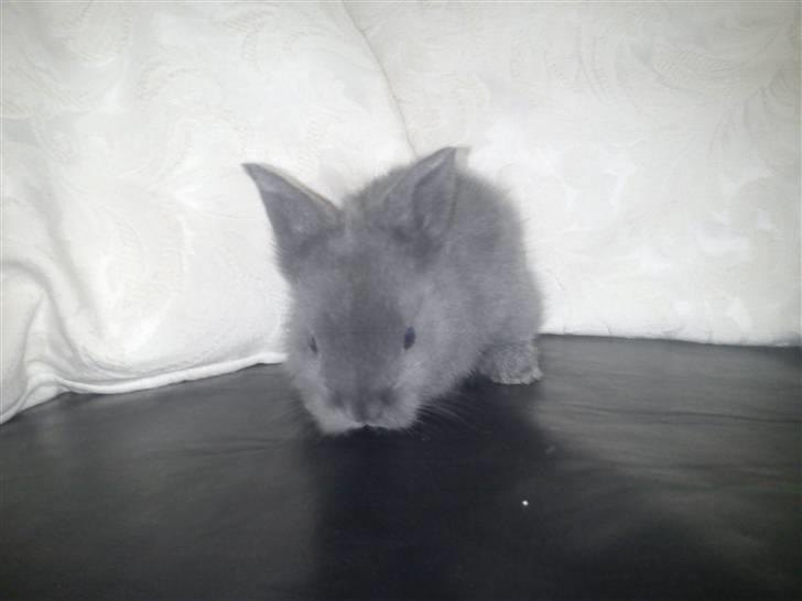 Kanin Prinsesse Malou - >> 4 uger gammel. billede 10