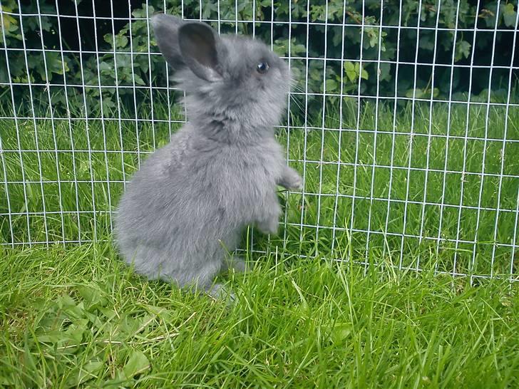 Kanin Prinsesse Malou - >> 6 uger gammel. billede 11