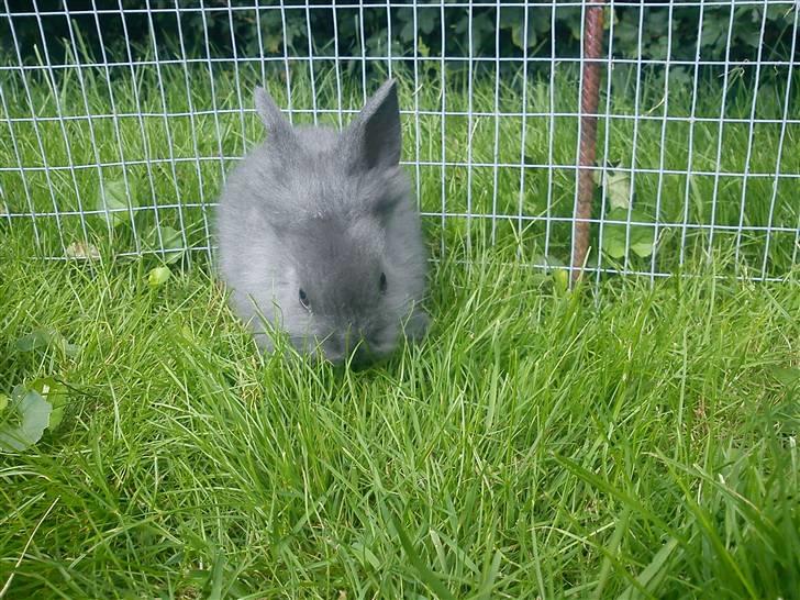 Kanin Prinsesse Malou - >> 6 uger gammel. billede 12