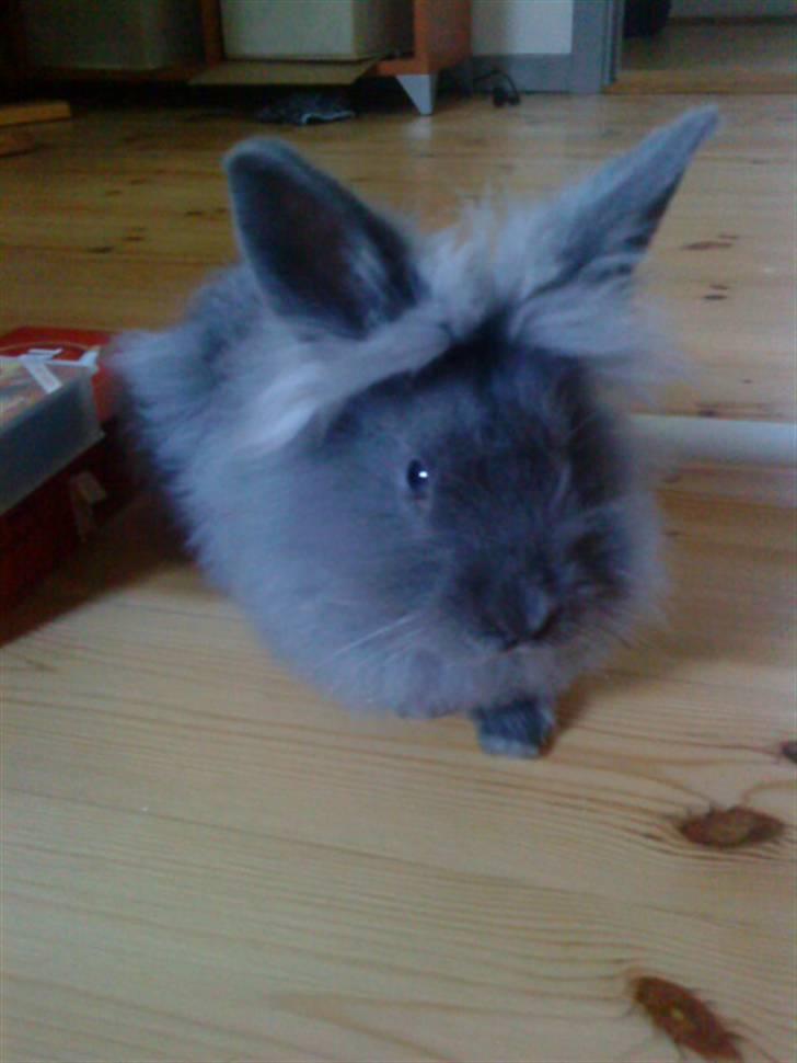 Kanin Prinsesse Malou - >> Tak fordi du kiggede, husk og bedømme og ligge en kommentar, slut fra Malou <3 billede 13