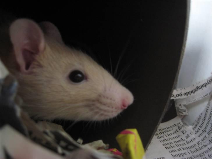 Tamrotte Sesam - Nåårh, Sesam ligger og hygger :D <3 billede 8