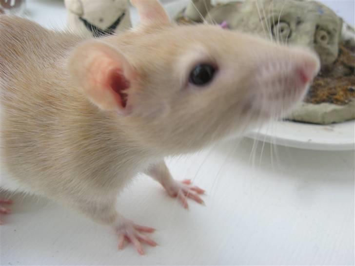 Tamrotte Sesam billede 9