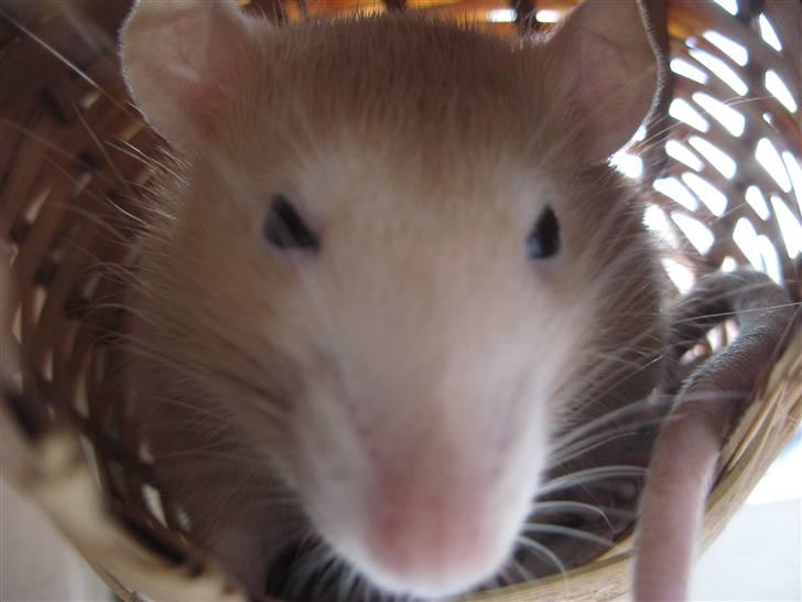 Tamrotte Sesam - Sesam :)  billede 10