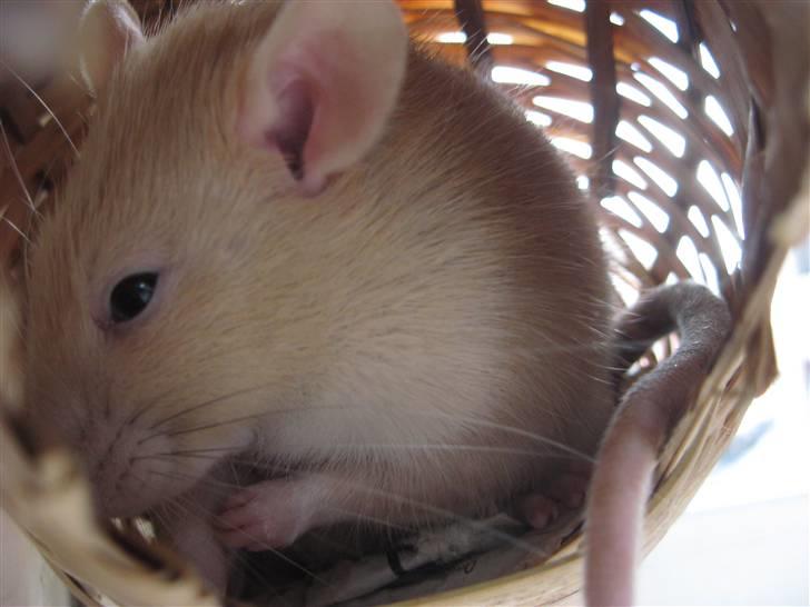 Tamrotte Sesam - <3 billede 11