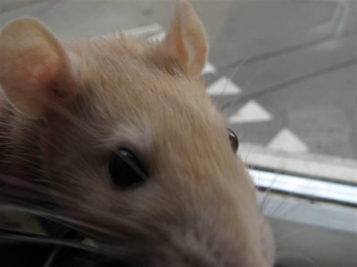 Tamrotte Sesam billede 12