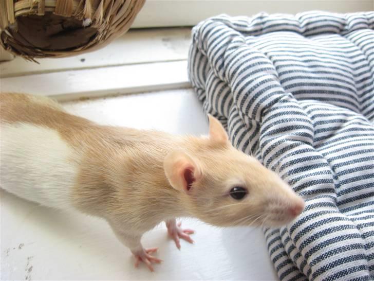 Tamrotte Sesam billede 13