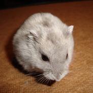 Dværghamster plop (rip)
