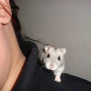 Dværghamster plop (rip)