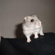 Dværghamster plop (rip)