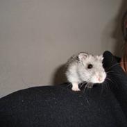 Dværghamster plop (rip)