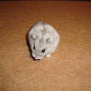 Dværghamster plop (rip)