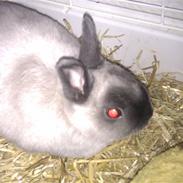 Kanin hermelin Bamse