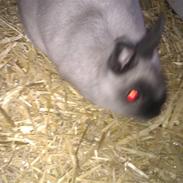 Kanin hermelin Bamse