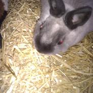 Kanin hermelin Bamse