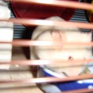 Hamster nuser