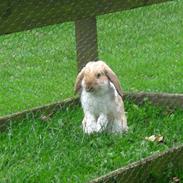 Kanin Boysen ( Boys <3) - mit et & alt <3 