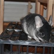 Chinchilla Colour Point's Ying