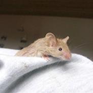 Mus Liller R.I.P d.06/12-2010