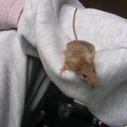 Mus Liller R.I.P d.06/12-2010