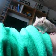 Mus Liller R.I.P d.06/12-2010