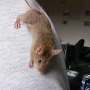 Mus Liller R.I.P d.06/12-2010